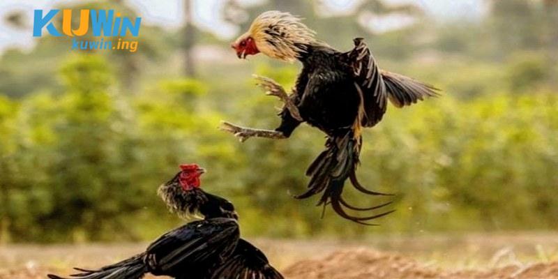Các đặc điểm nổi bật tại trường đá gà 999 thu hút người theo dõi